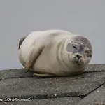 Ruim En Modern Ideaal Gelegen Tussen Zee En Jachthaven Ньивпорт