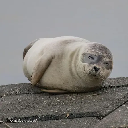 Ruim En Modern Ideaal Gelegen Tussen Zee En Jachthaven Ньивпорт